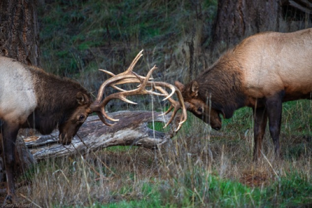 Bull Elk Practicing for the Rut
Northwest Trek Wildlife Park
Eatonville, WA